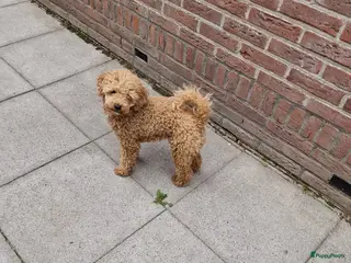 Poedel Toy honden Dekreu beschikbaar: Toy Poedel met FCI stamboom - Advertentie 2