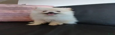 Droppie 