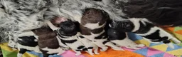 Friese Stabij honden te koop: mooie Friese stabijpups - Advertentie 1