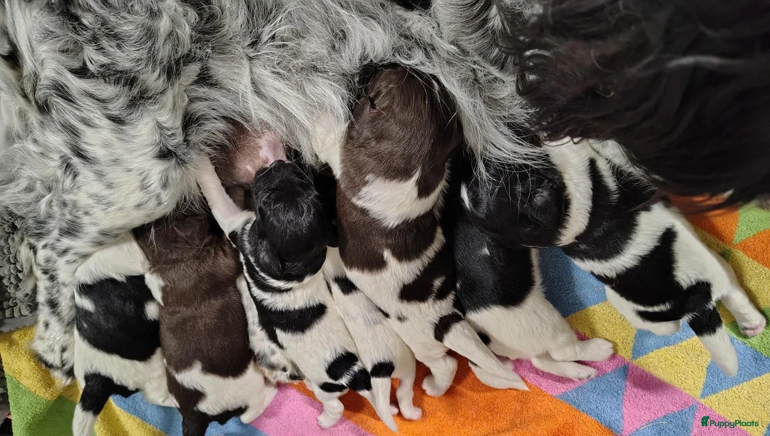 Friese Stabij honden te koop: mooie Friese stabijpups - Advertentie 1