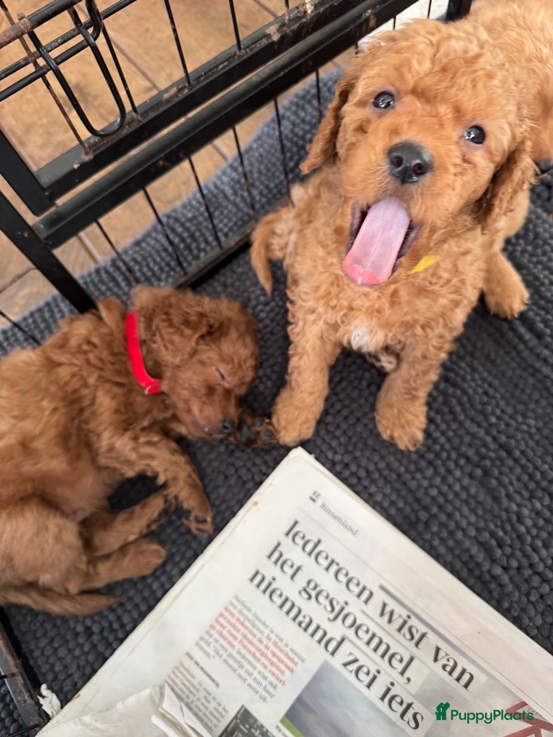 Kruising honden te koop: Huiselijke nest POEDELS, moeder & vader aanwezig  - Advertentie 15