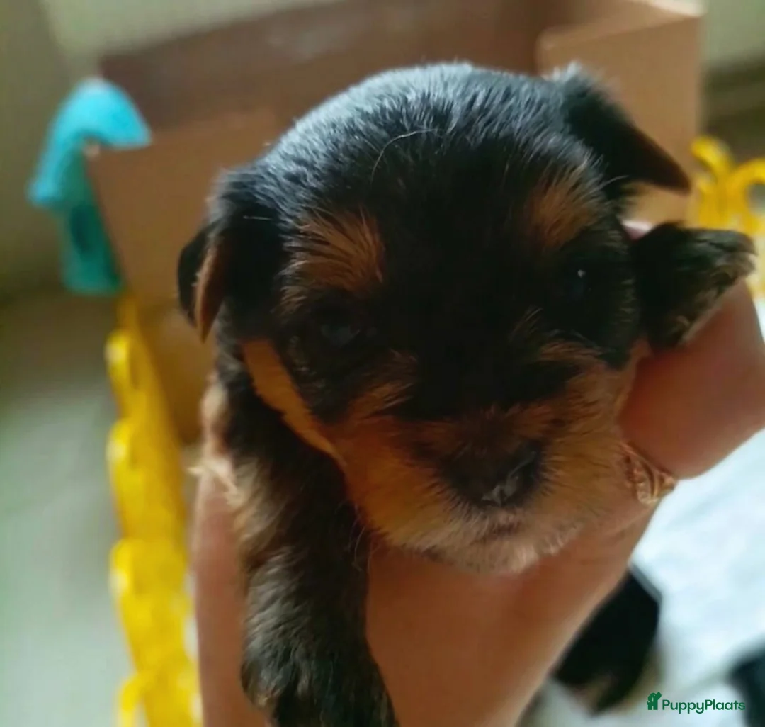 Yorkshire Terriër honden te koop: Yorkshire Terriër pups  in Utrecht - Advertentie 2