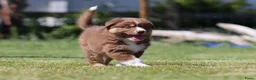 Australian Shepherd honden te koop: Australische herder pups huiselijk opgevoed  - Advertentie 8