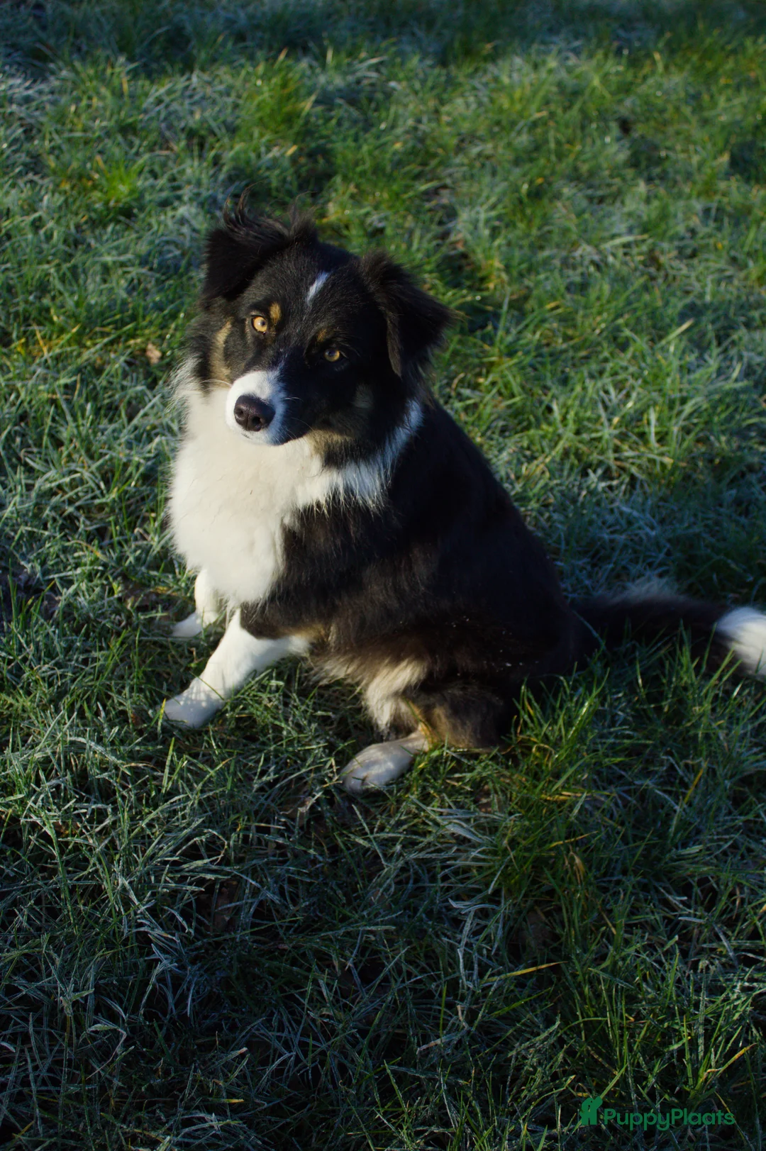 Australian Shepherd honden te koop: Nestaankondeging 06-04-2026 Australian shepherd - Advertentie 4
