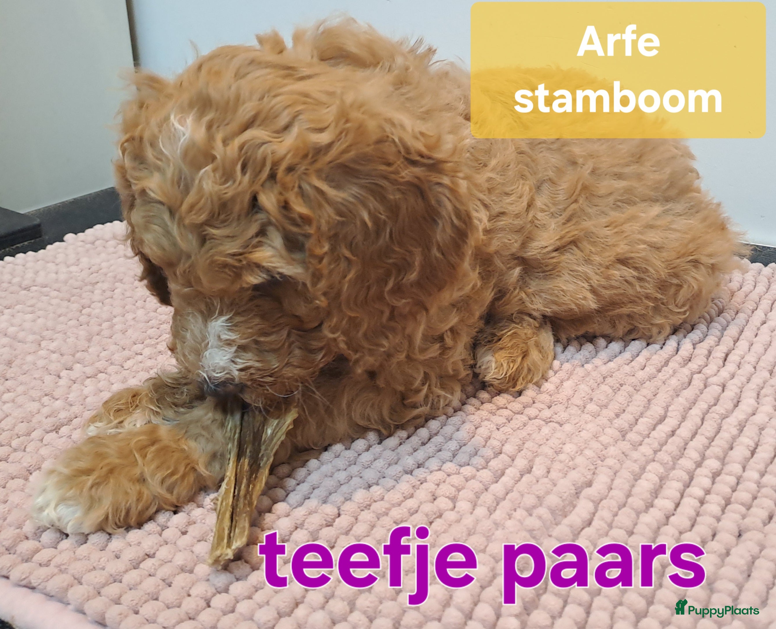 Australian Labradoodle honden Australian doodlespups, na de kerst verhuizen.  - Advertentie 1