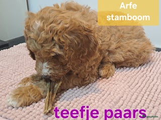 Australian Labradoodle honden Australian doodlespups, na de kerst verhuizen. - Advertentie 2
