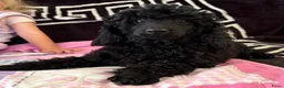 Kruising honden te koop: Toy/dwergpoedel pup reu in Vrouwenparochie - Advertentie 4