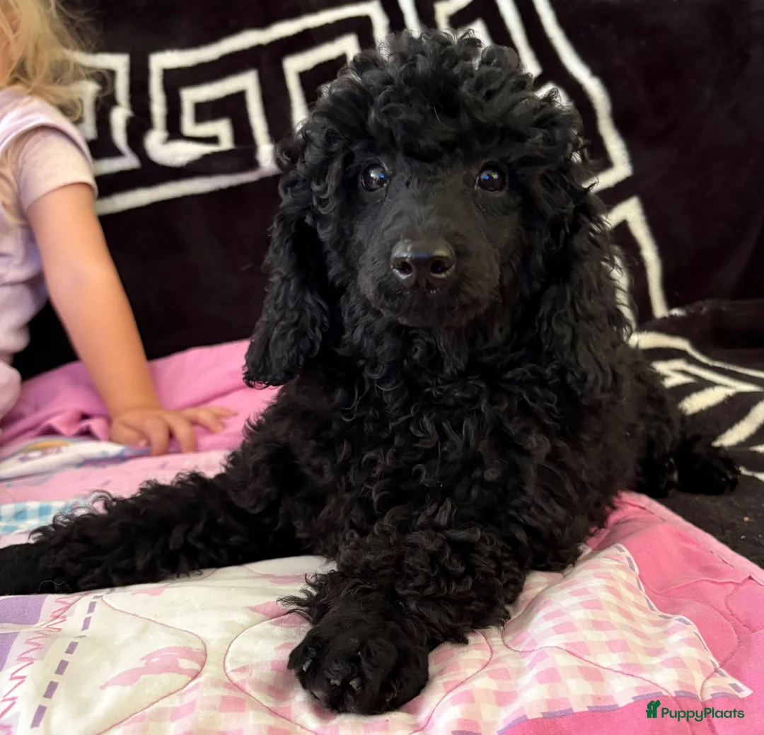 Kruising honden te koop: Toy/dwergpoedel pup reu in Vrouwenparochie - Advertentie 4