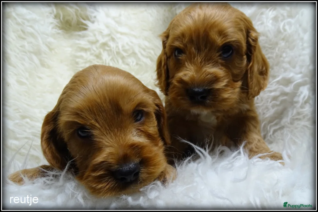 Cockapoo honden te koop: Cockapoo pups - Advertentie 5