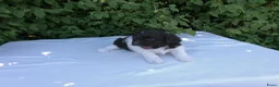 Shihpoo honden te koop: Lieve shihpoo pupjes te koop ook bruin/wit - Advertentie 4