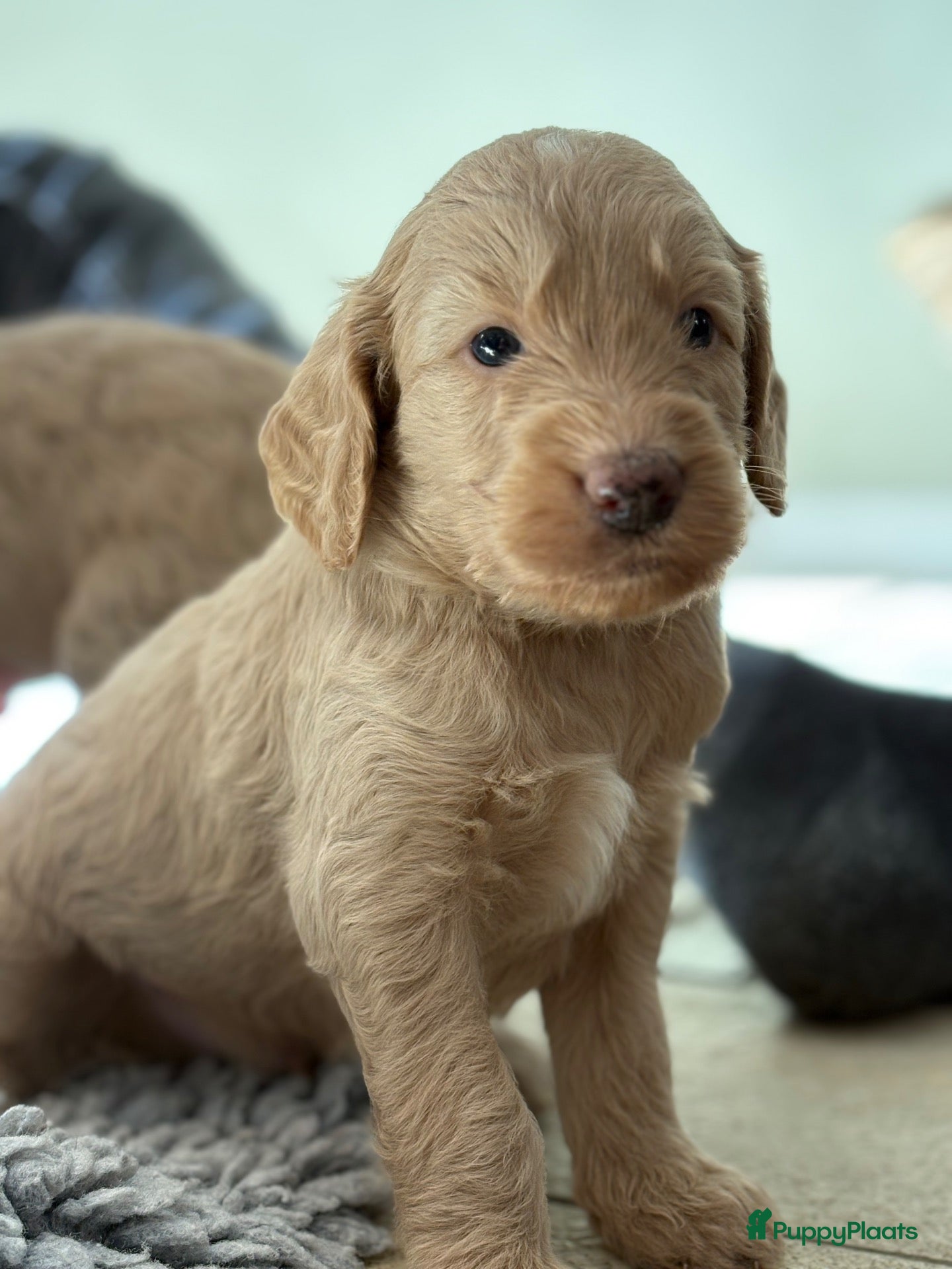 Kruising honden Irish Golden Doodle pups, één teefje beschikbaar - Advertentie 4