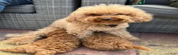 Poedel Toy honden te koop: 1 rood poedel reutje  - Advertentie 5