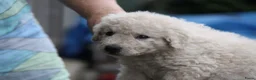 Kuvasz honden te koop: **Bijzondere Kuvasz pups uit een droomcombinatie** - Advertentie 19