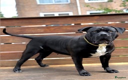 Amerikaanse Bully honden te koop: American Bully XL Puppies - Afbeelding 16