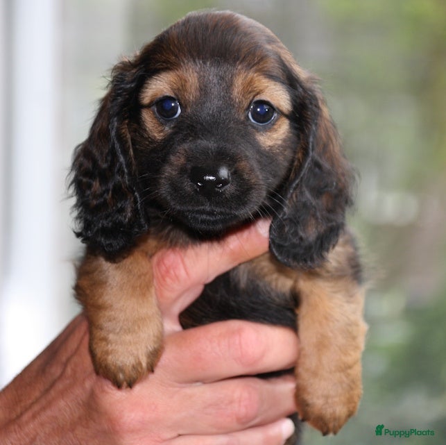 Teckel (langhaar) honden Nog 1 laanghaar reutje beschikbaar! - Advertentie 1
