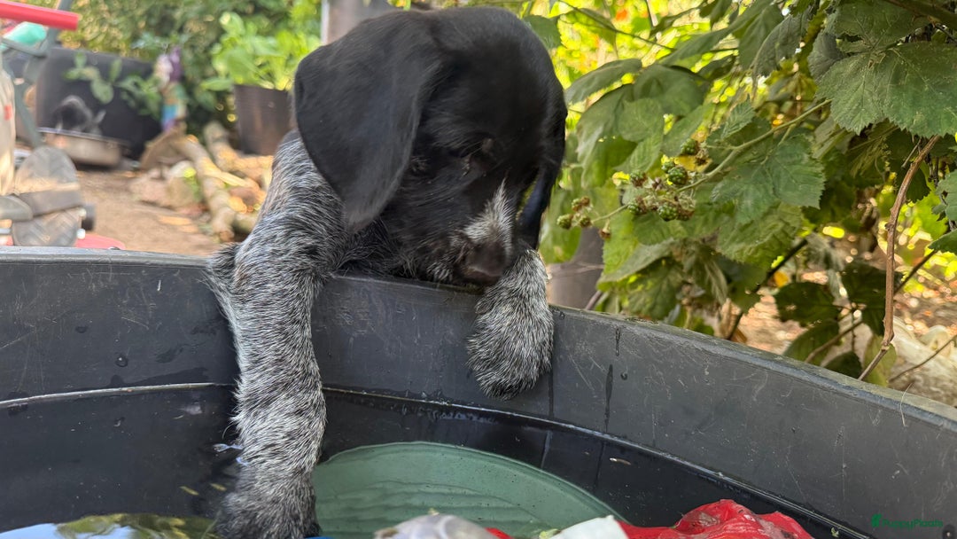 Duitse Staande Hond Draadhaar honden te koop: Duitse staande ruwhaar/draadhaar  - Afbeelding 18