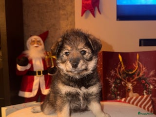 Kruising honden Pomsky shiba reutje - Advertentie 1