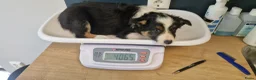 Border Collie honden te koop: Nog 1 Border Collie pup 3 kleur, heel verleidelijk - Advertentie 8