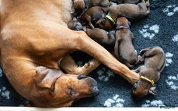 Rhodesian Ridgeback honden te koop: Rhodesian Ridgebacks Pups in Balen - Afbeelding 4