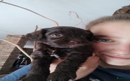 Australian Labradoodle honden te koop: Australian labradoodle Backcross micro/mini - Afbeelding 10