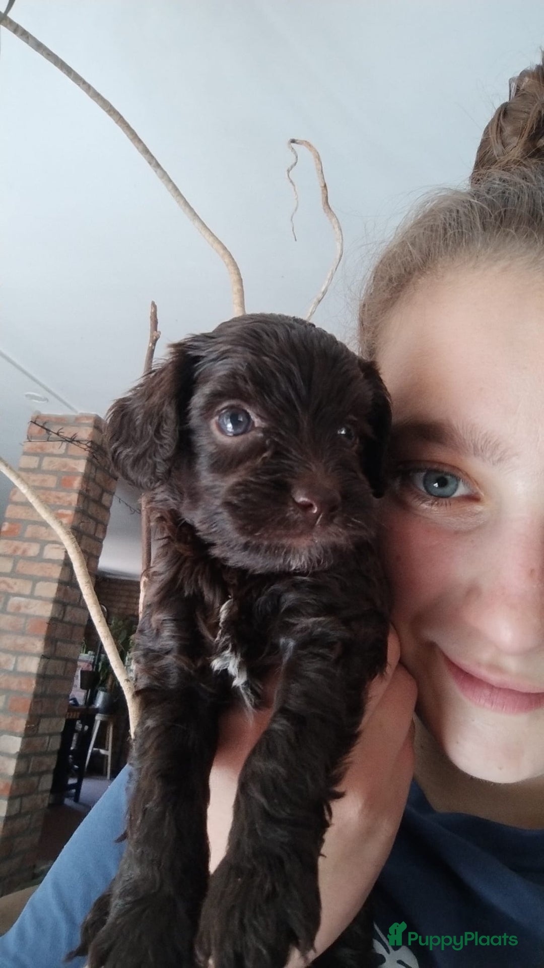 Australian Labradoodle honden te koop: Australian labradoodle Backcross micro/mini - Afbeelding 10