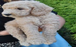 Labradoodle honden te koop: Labradoodle pups - Afbeelding 14