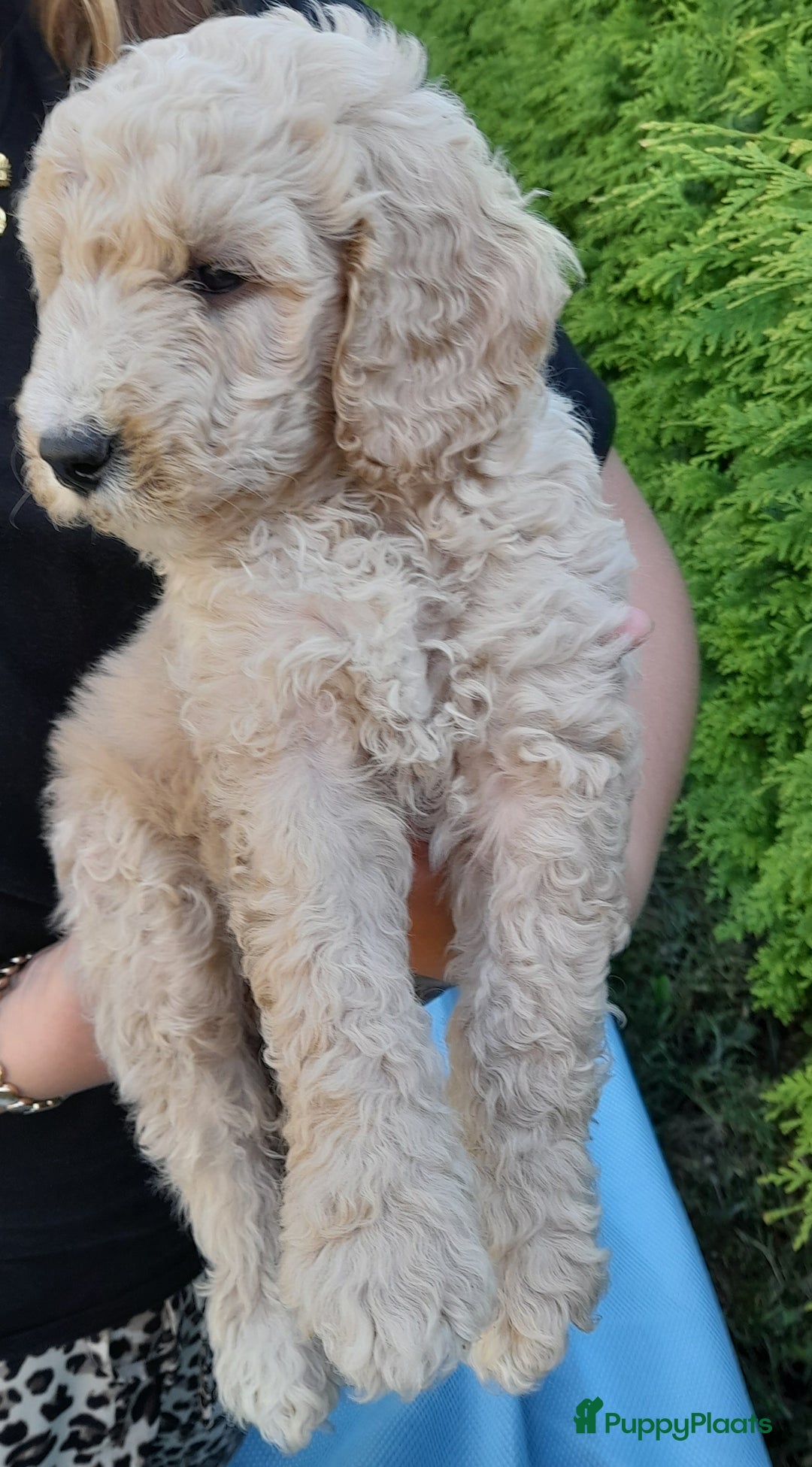 Labradoodle honden te koop: Labradoodle pups - Afbeelding 14