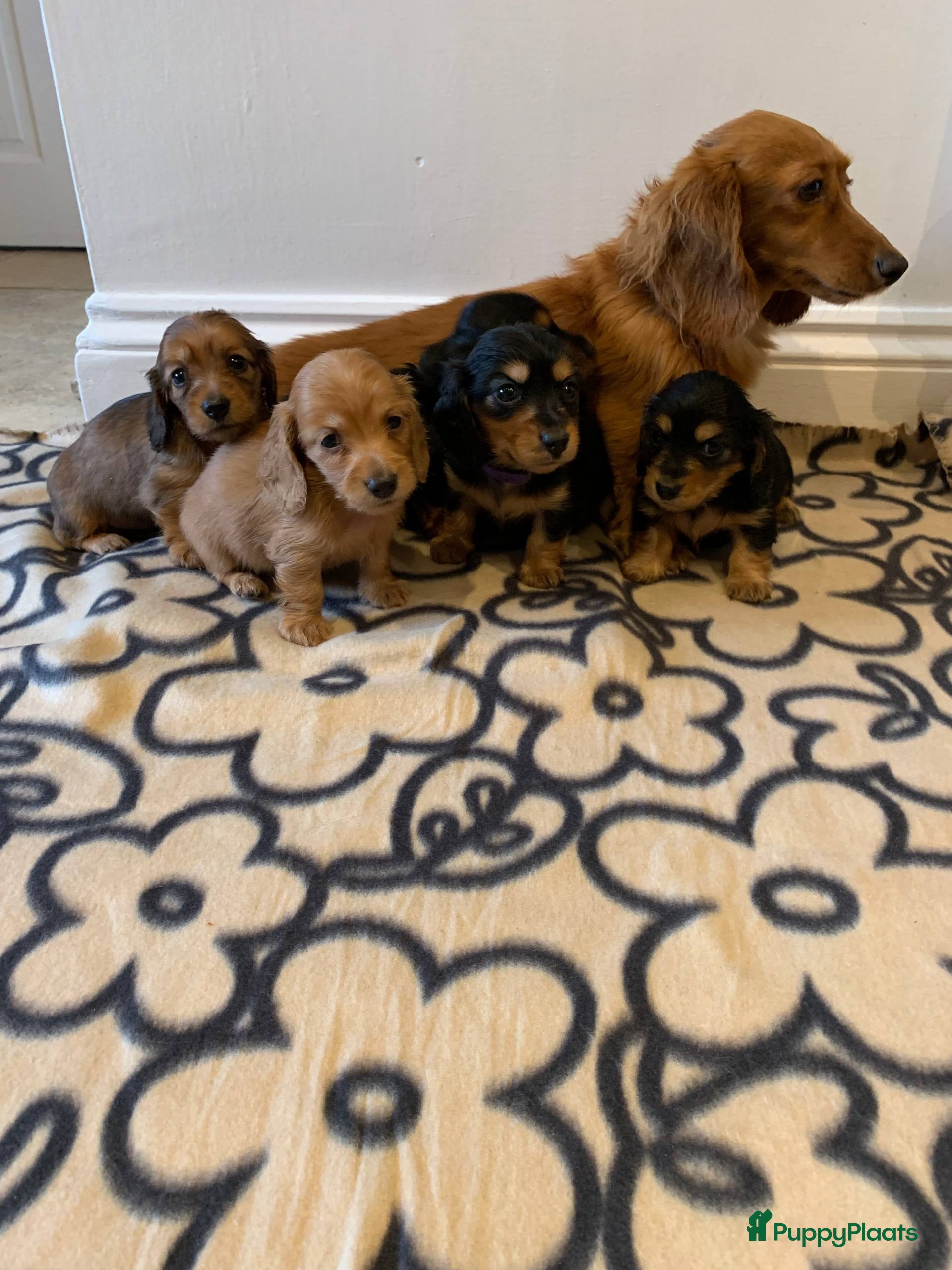 Teckel (korthaar)  honden Teckel puppy’s  - Advertentie 1