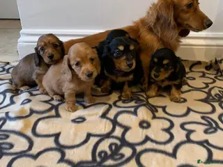 Teckel (korthaar) honden Teckel puppy’s - Advertentie 2