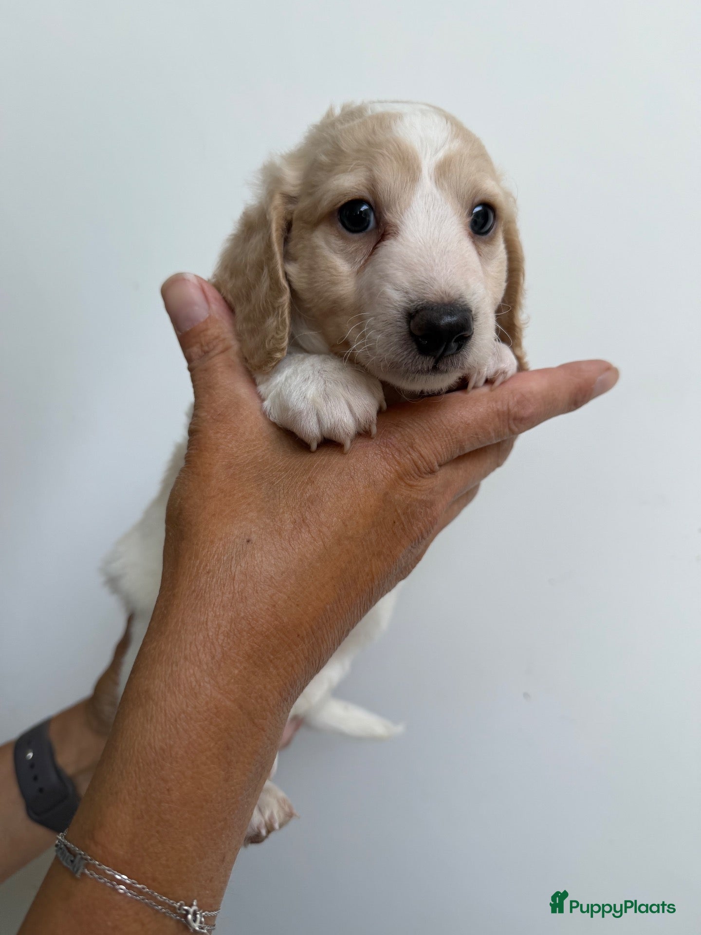 Teckel (langhaar) honden Cream langhaar kleine dwerg piebald - Advertentie 5