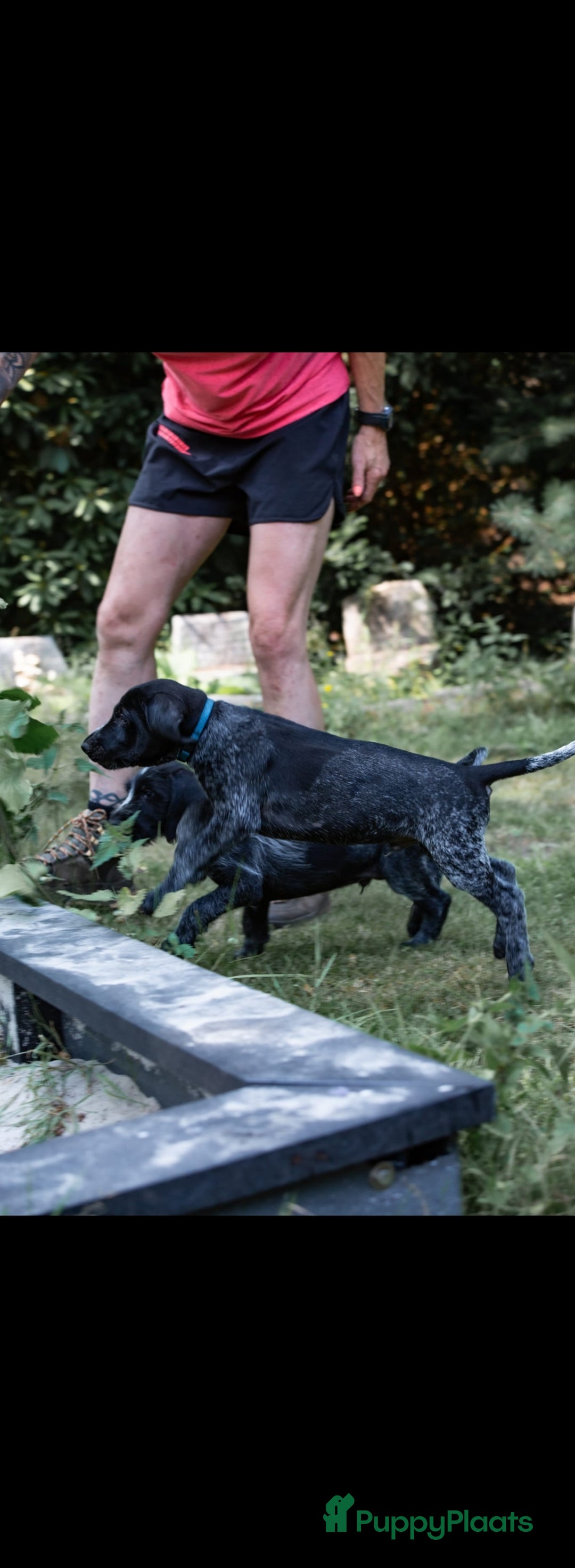 Duitse Staande Hond Draadhaar honden te koop: Duitse staande ruwhaar/draadhaar  - Afbeelding 11