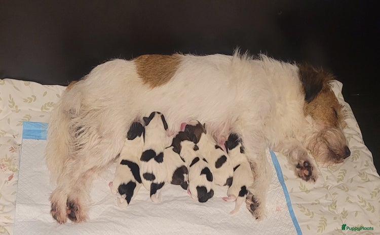 Jack Russel Terriër honden - Advertentie 1