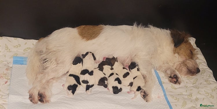 Jack Russel Terriër honden - Advertentie 1