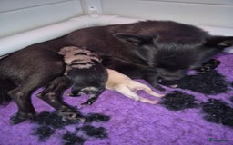 Pomchi honden te koop: Pomchi pups - Afbeelding 7