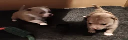 Pomchi honden te koop: Super lieve Pomchi pups  - Advertentie 9