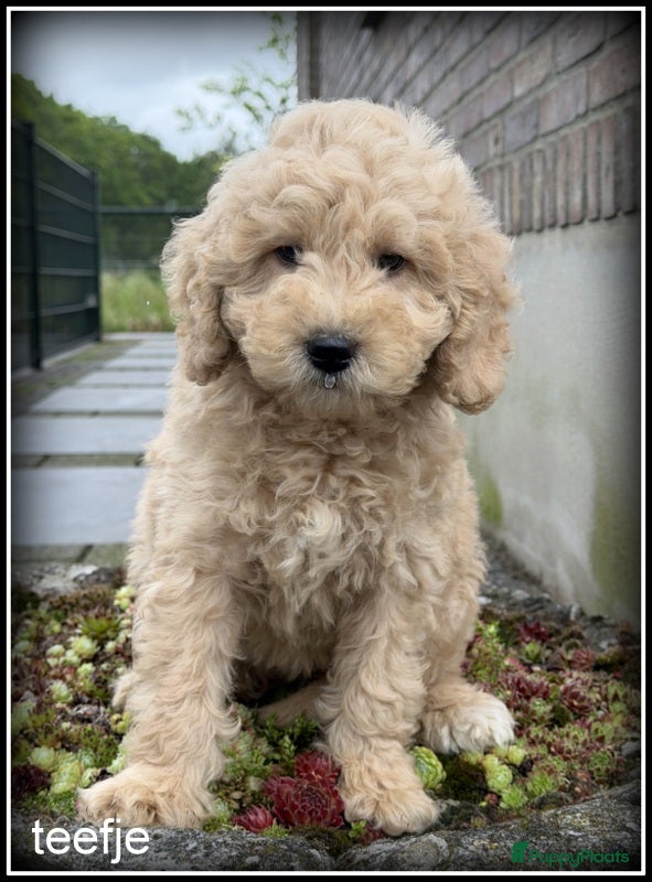 Labradoodle honden Labradoodle F4 pups medium mogen het nest verlaten - Advertentie 1