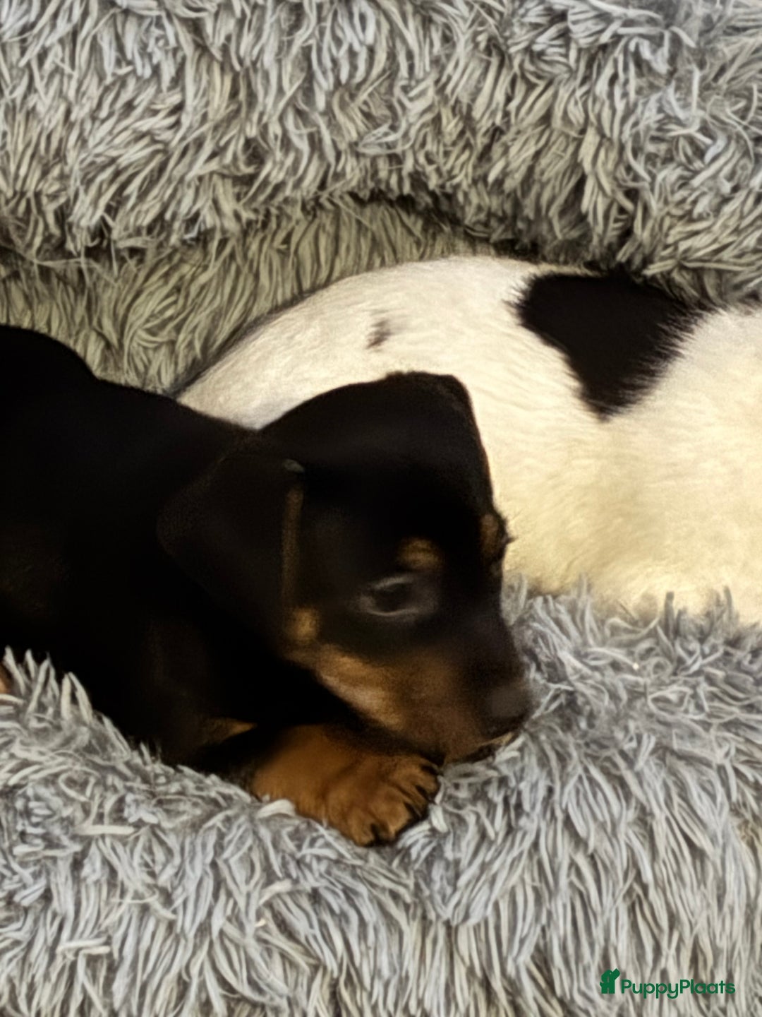 Jack Russel Terriër honden te koop: Jack Russell pups  - Advertentie 5