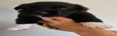 Teef 1