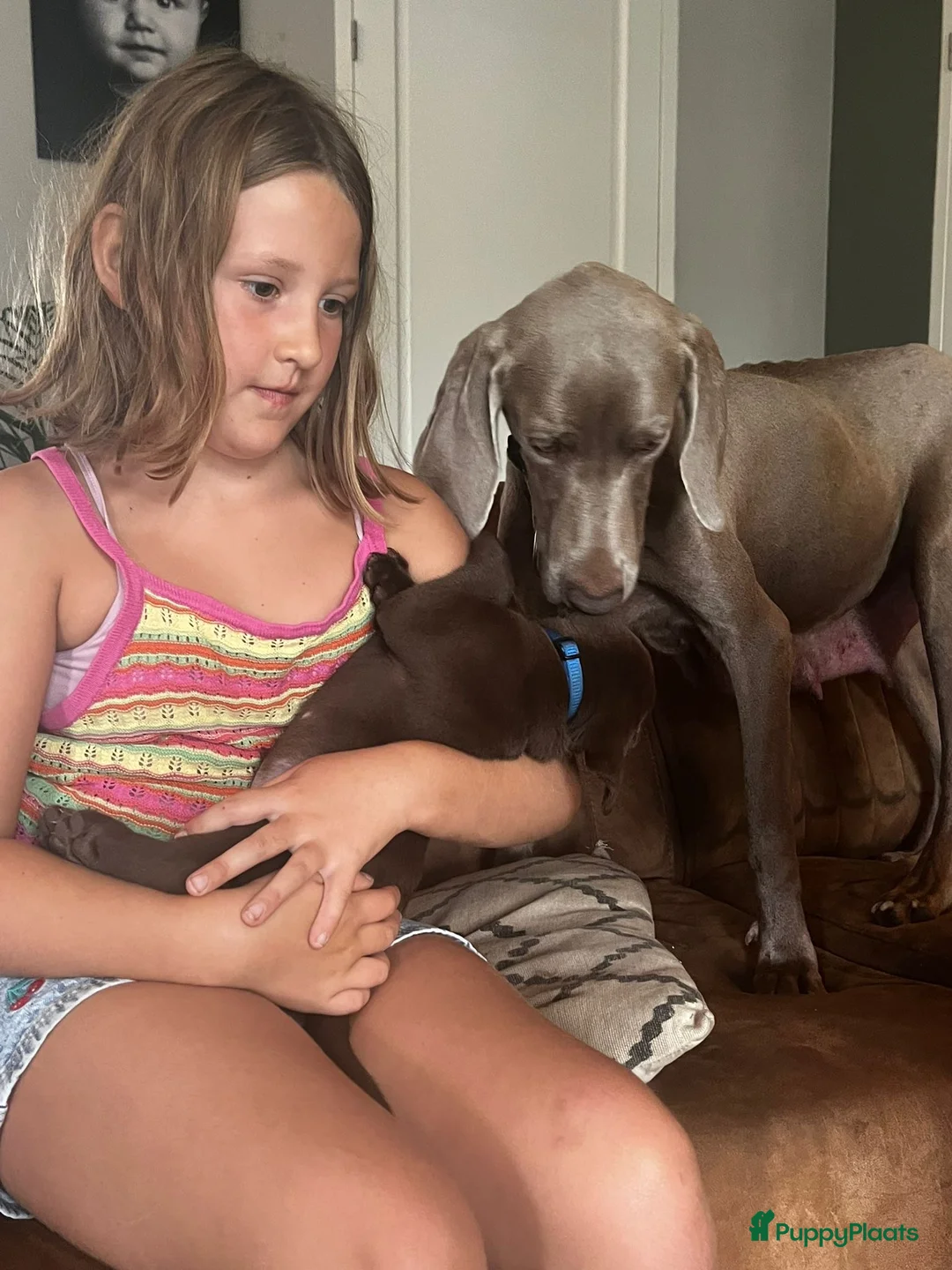 Kruising honden te koop: Zeer mooie Labmaraner pups, Labrador x Weimaraner in Son - Advertentie 12