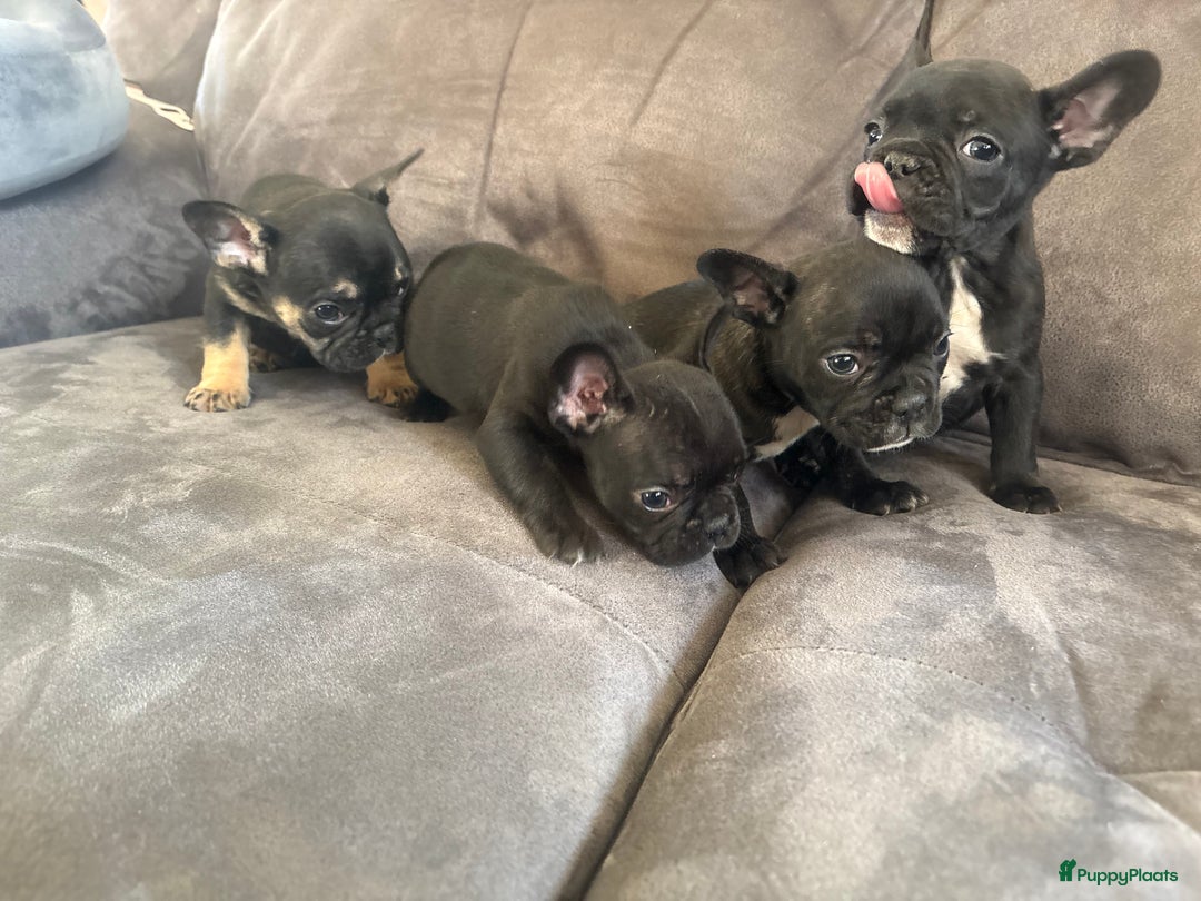 Franse Bulldog honden te koop: Franse bulldog pups - Advertentie 10
