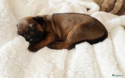 Rhodesian Ridgeback honden te koop: Rhodesian Ridgeback pups+stamboom 2reutjes 8weken  in Wierden - Afbeelding 14
