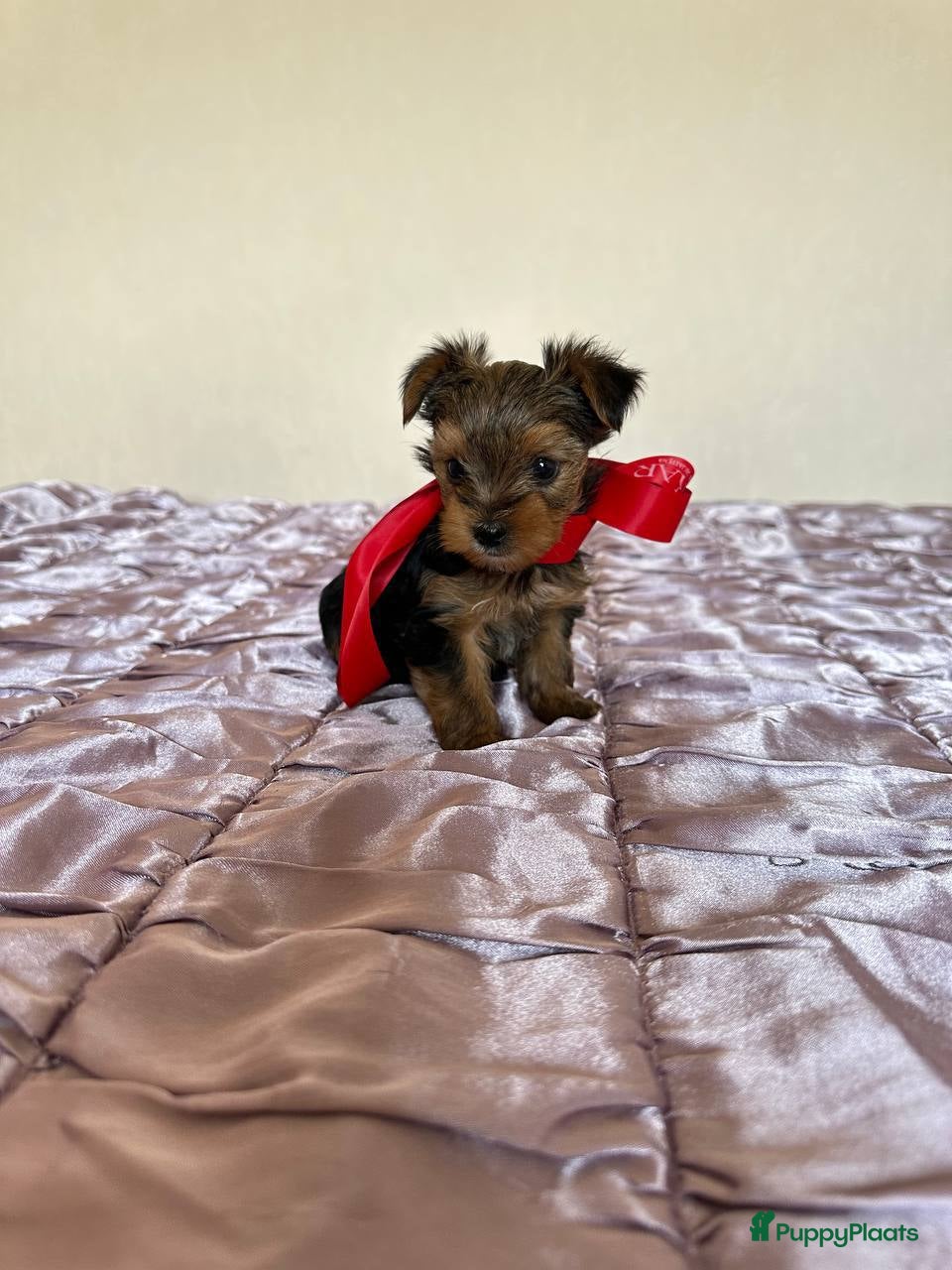 Yorkshire Terriër honden Yorkshire Terrier - Advertentie 2