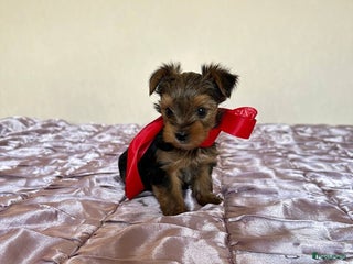 Yorkshire Terriër honden Yorkshire Terrier - Advertentie 4