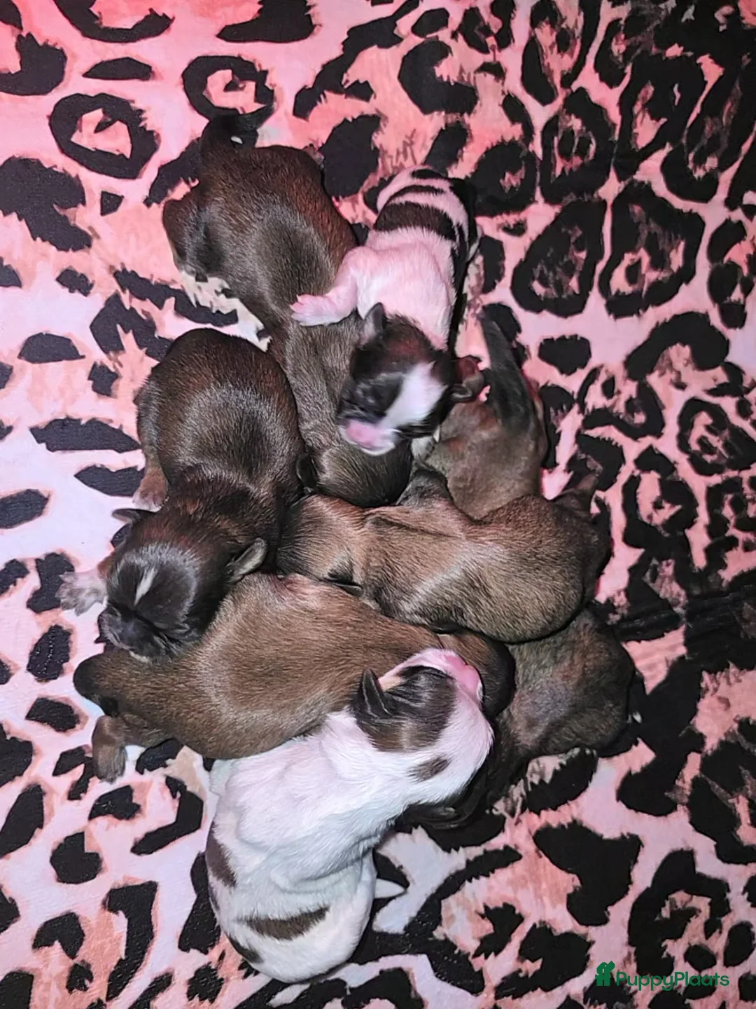 Kruising honden te koop: Boomer pups 14-1 geboren (Shih-Tzu x Boomer) - Advertentie 15