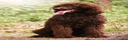 Poedel honden te koop: Prachtig nest zwarte Grote Poedel reutjes! - Advertentie 5