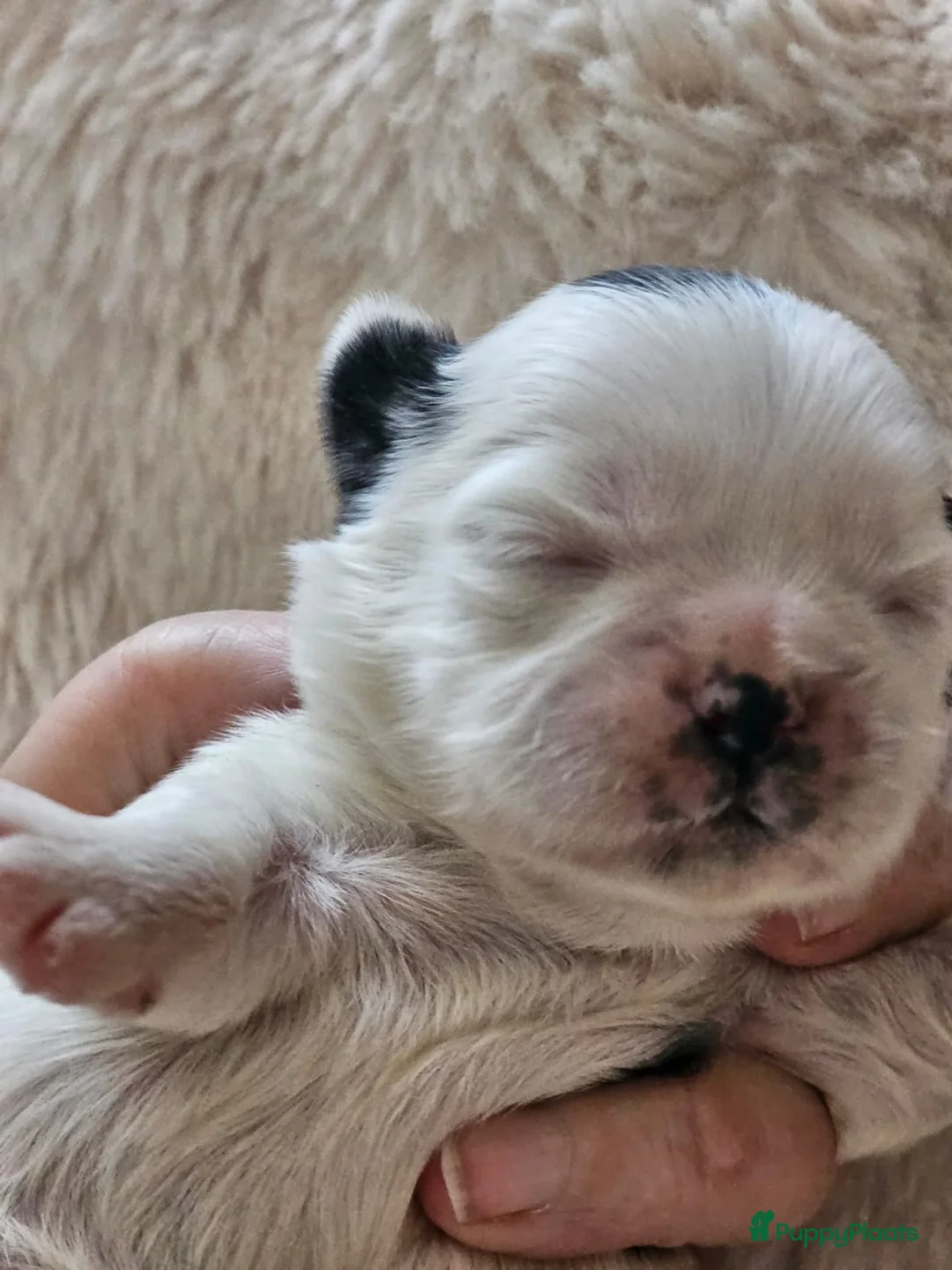 Kruising honden te koop: Boomer pups - Advertentie 8