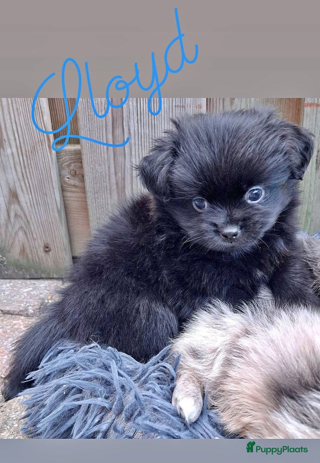 Kruising honden Prachtig Shiranian F1 pup reu shih tzu x pomeriaan - Advertentie 2