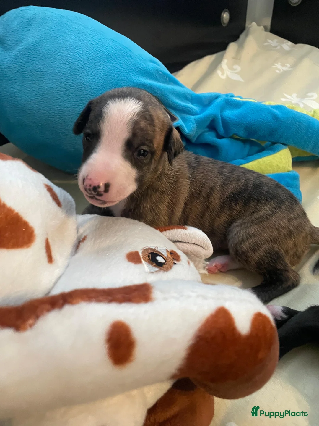 Whippet honden te koop: Prachtige Whippet pups, nog 2 reutjes beschikbaar. in Sint Pancras - Advertentie 5