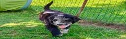 Bernedoodle honden te koop: unieke Bernedoodle pups - Advertentie 5