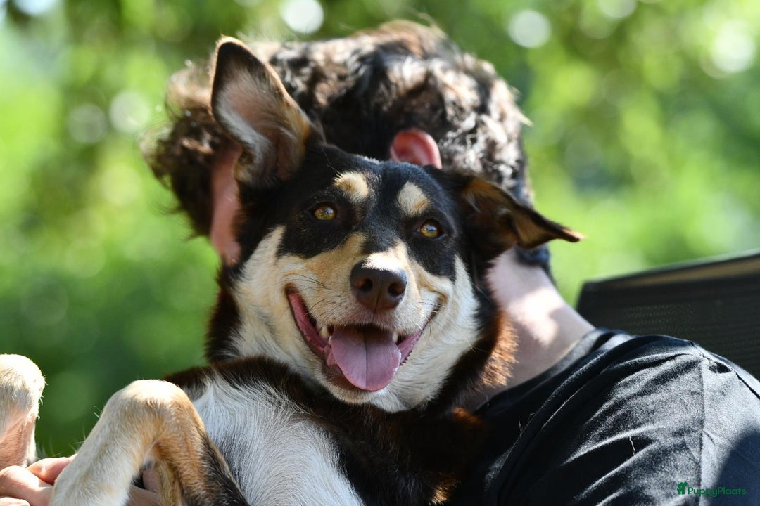 Australian Shepherd honden te koop: Australian Shepherd x Kelpie Pups in Maashees - Afbeelding 9